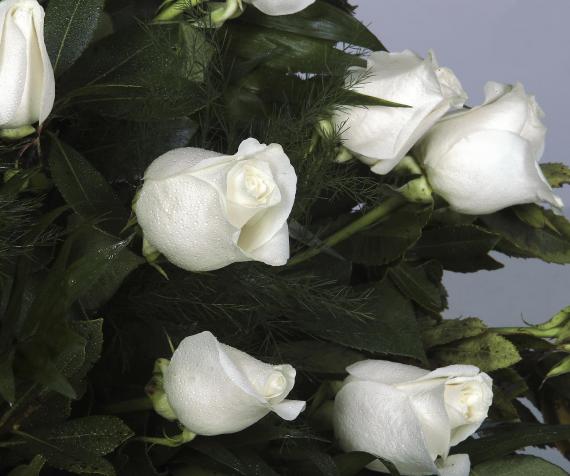 abanico de 40 rosas blancas detalle 1