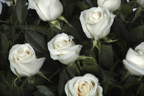 Lágrima de 60 rosas blancas 4