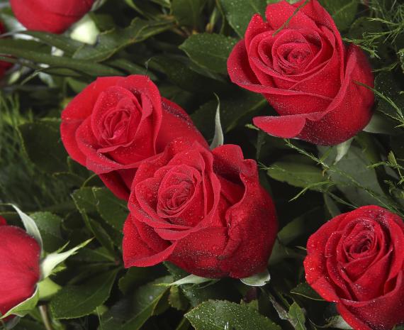 Lágrima de 60 rosas rojas 3